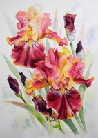 /album/jacqueline-legendre-aquarelles/aquarelle-iris-bord-jaune-40x50-cm-comp-jpg1/